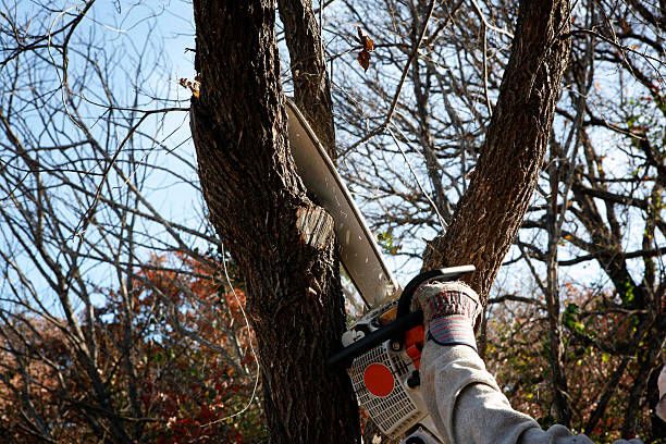  , USA Tree Care Pros